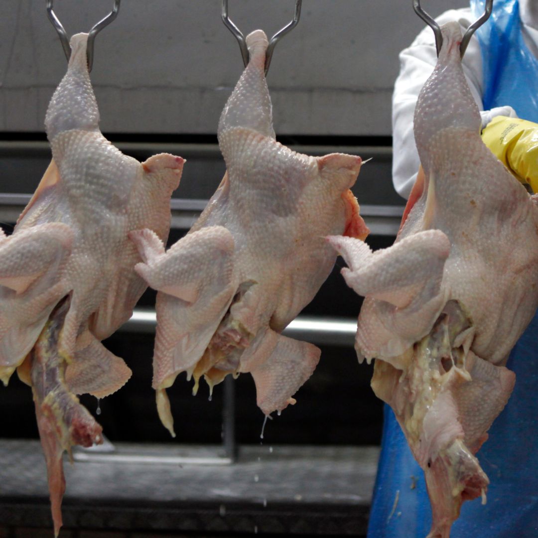 Pollo Brasil
